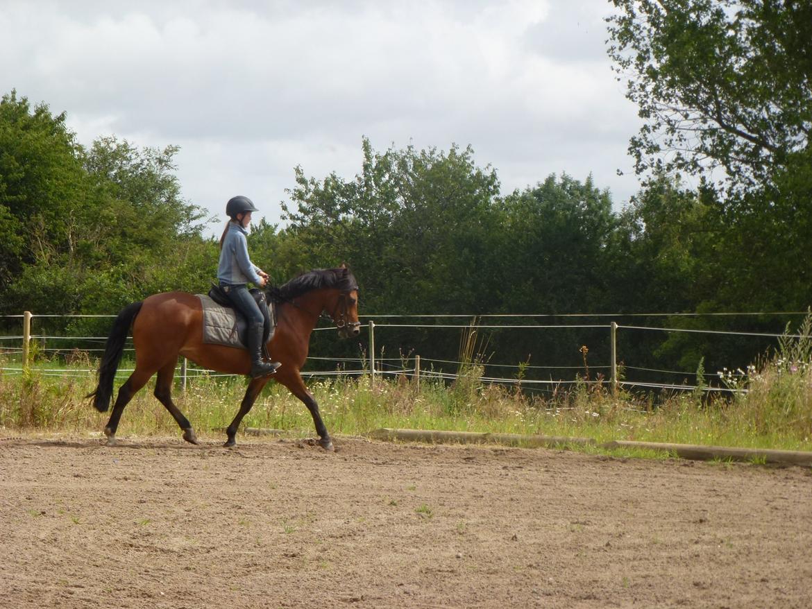 New Forest Flintegårdens Modesty<3 *soglt* billede 9