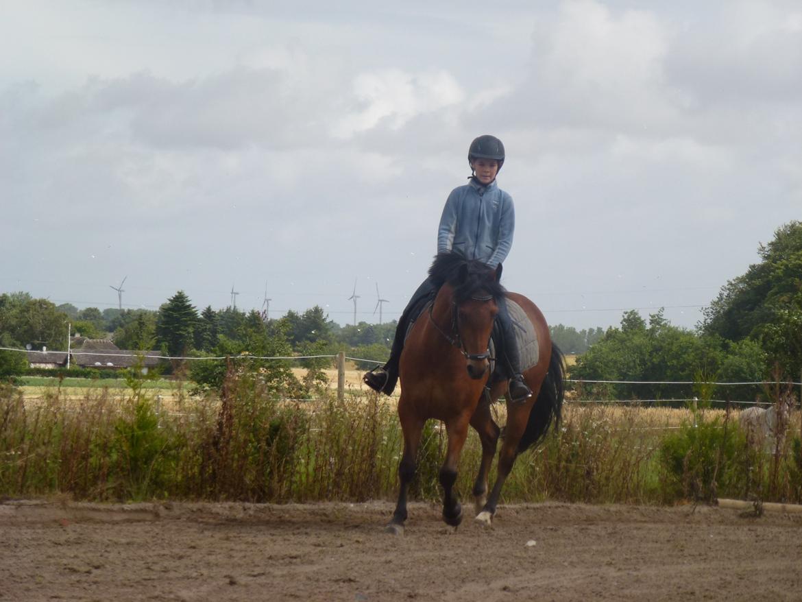 New Forest Flintegårdens Modesty<3 *soglt* billede 10