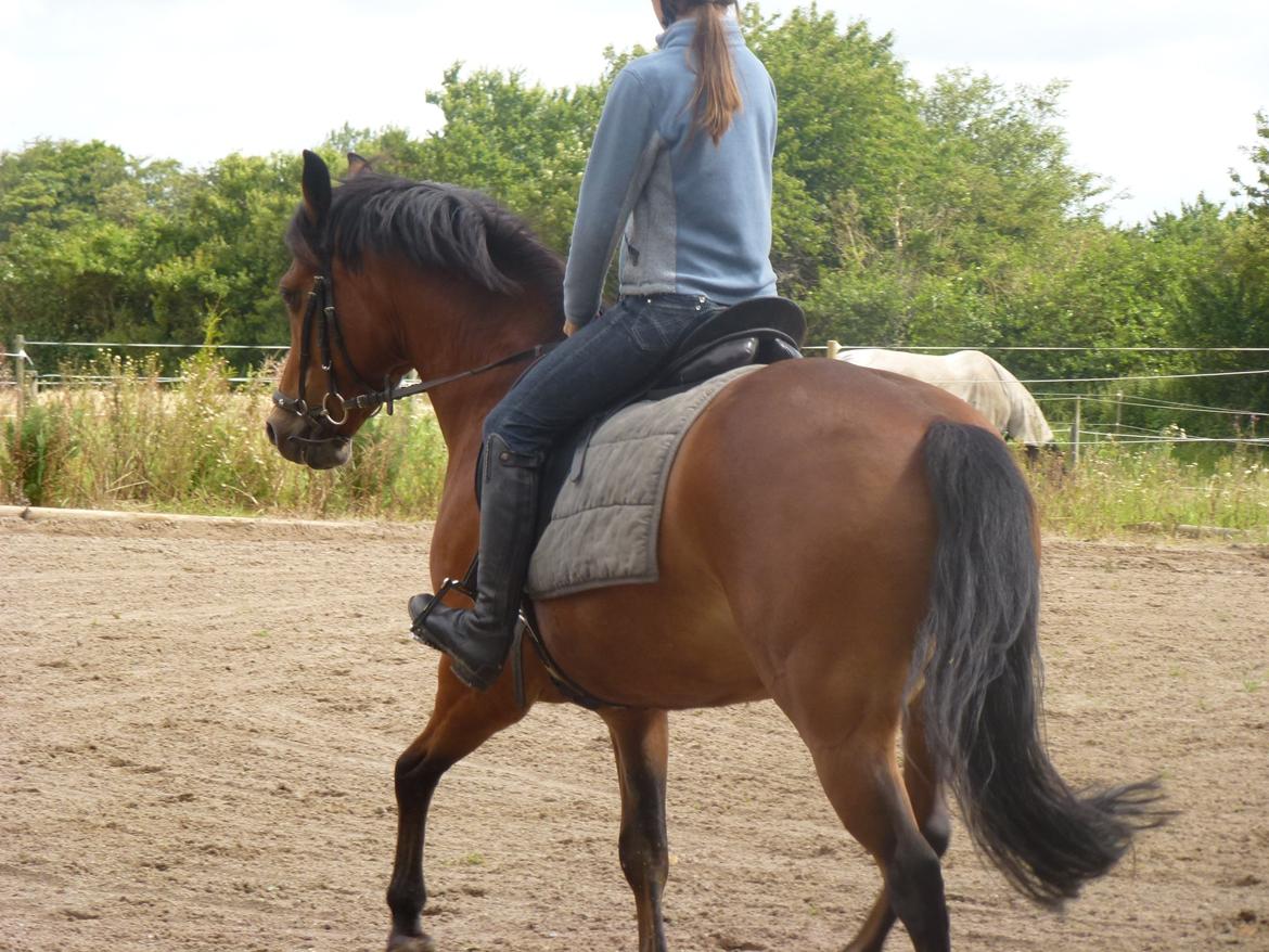 New Forest Flintegårdens Modesty<3 *soglt* billede 11