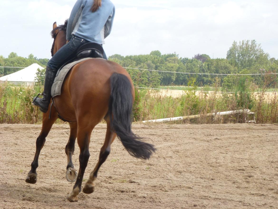 New Forest Flintegårdens Modesty<3 *soglt* billede 12