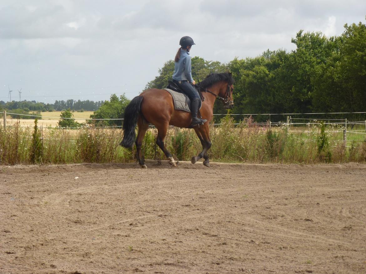 New Forest Flintegårdens Modesty<3 *soglt* billede 13