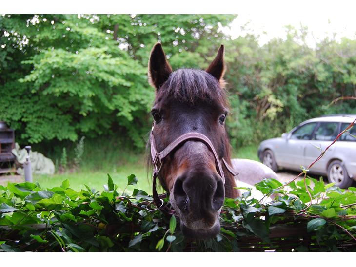 {{currentPhoto.altText}} billede {{currentPhoto.number}}