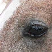 Arabisk fuldblod (OX) Ki Al Batal