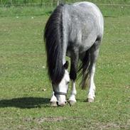 Welsh Mountain (sec A) Rosenløws snowy valentine