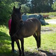 Mecklenburger Noah<3 Min stjerne:-*<3