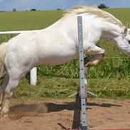 Welsh Mountain (sec A) Fruemoses Chopin