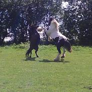 Shetlænder Tarzan (Basse)