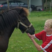 Shetlænder Tarzan (Basse)