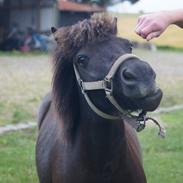 Shetlænder Tarzan (Basse)