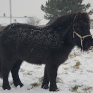 Shetlænder Tarzan (Basse)