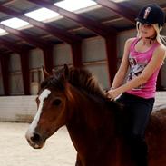 New Forest Staldbakkens Tic-Tacs