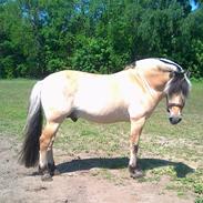 Fjordhest Fjordens Marcus