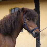 Islænder Eining fra katulabo:-)