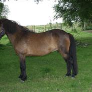 Islænder Eining fra katulabo:-)