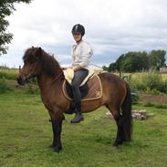 Islænder Eining fra katulabo:-)