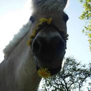 Fjordhest Julie Sejr R.I.P