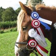 Islænder þorbjörn