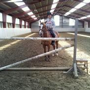 New Forest Fuglsangs Cassandra