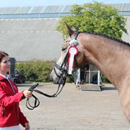 Dansk Varmblod Acasilla Love (Tiderliger hest)