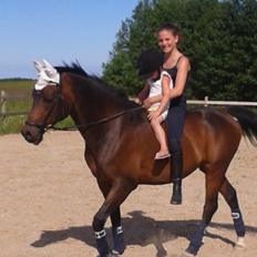 Hollandsk Sportspony Ivaro