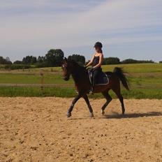 Hollandsk Sportspony Ivaro