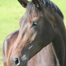 Dansk Varmblod Zakira