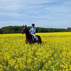 Westfaler Dolce Vita