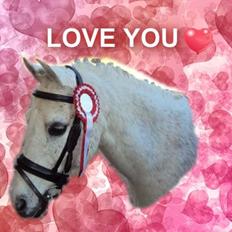 Welsh Partbred (Sec F) TofteKjærs Loralai {Tulle} *soglt* Du var bedst<3