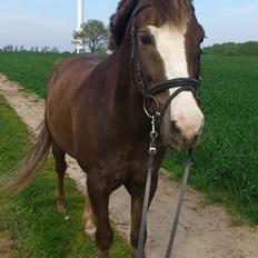 New Forest Roløkke Softice -MIT ET OG ALT!-