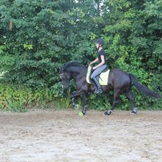 Welsh Cob (sec D) Thornvig Shadow