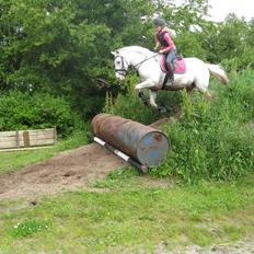 Irsk Sportspony Crocketstown Spotty