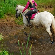 Irsk Sportspony Crocketstown Spotty