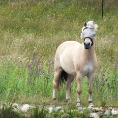 Fjordhest Odin<3