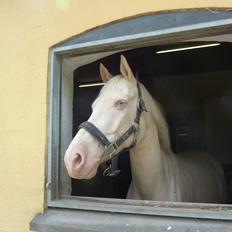 Palomino Atreju *Stjernen*