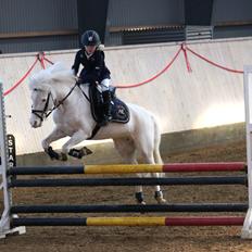 Irsk Sportspony Scarletts Footsteps