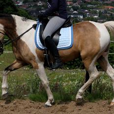 Anden særlig race Speedy - Tilredet