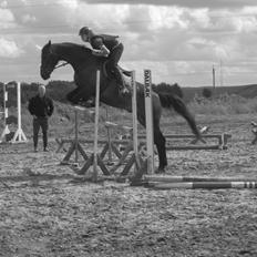 Dansk Varmblod Libaks Gemini aka. Gemse