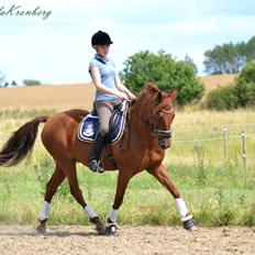 New Forest Simba B-PONY *R.I.P*