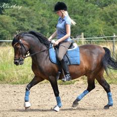 New Forest Bjørndal's Artist