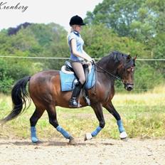 New Forest Bjørndal's Artist