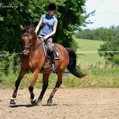 Dansk Varmblod Rosengaards Hugo Boss
