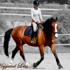 Dansk Varmblod Højgaard Lotus