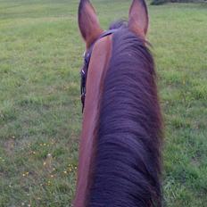 Dansk Varmblod Højgaard Lotus