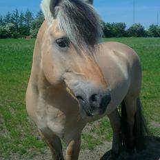 Fjordhest Fjordens Marcus