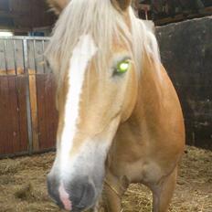Tyroler Haflinger Omara