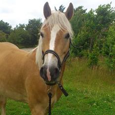 Tyroler Haflinger Omara