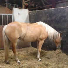 Tyroler Haflinger Omara