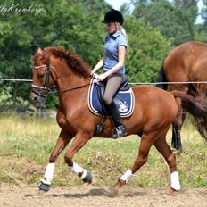New Forest Simba B-PONY *R.I.P*