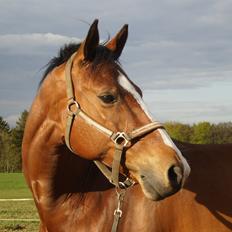 Tysk Oldenburger Linaro-L