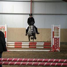 Arabisk fuldblod (OX) Cado´s Dakoda Ox 4338 R.I.P 